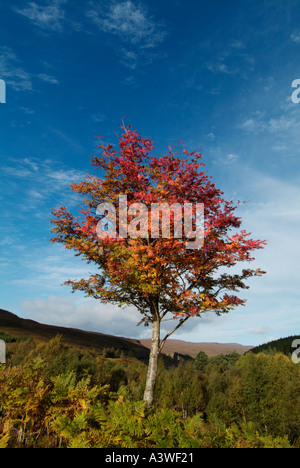 Silver birch in autumn colours at Braemore Junction Corrieshalloch gorge Wester Ross Scotland UK GB EU Europe Stock Photo