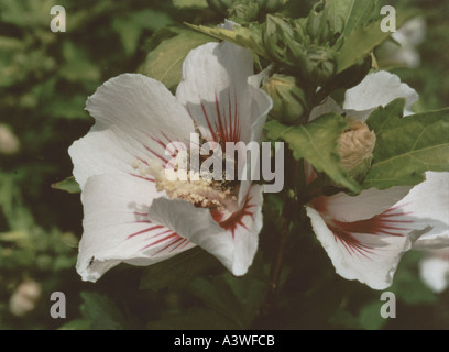 Hibiscus syriacus Malvaceae Red Heart Stock Photo