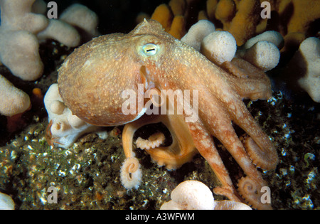 Curled octopus Eledone cirrhosa Farne Islands United Kingdom Stock Photo