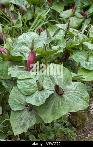 Trillium sessile rubrum Stock Photo