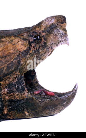 Alligator Snapping Turtle macroclemys temminckii from Southeast USA Stock Photo