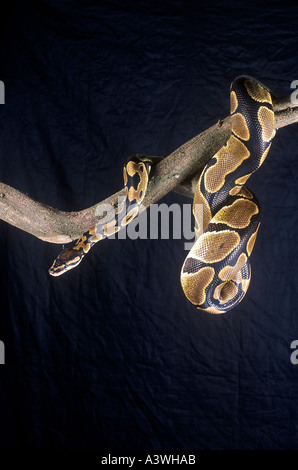 African non-venomous Royal Python or Ball Python (Python regius Stock ...