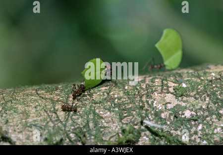 Leaf Cutting Ants (Atta cephalotes) on branch carrying leafs Stock Photo