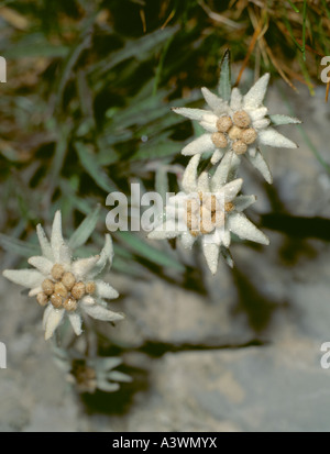 Edelweiss (Leontopodium alpinum) Stock Photo
