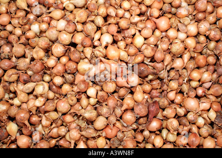 Onions Stock Photo