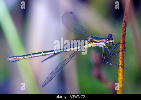 A female Emerald damselfly Lestes sponsa rests on a bulrush stalk near a pond in Epping forest London UK Stock Photo