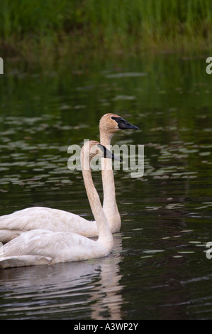 A pair of trumpeter swans swim on a pond at Seney National Wildlife Refuge in Seney Michigan Stock Photo