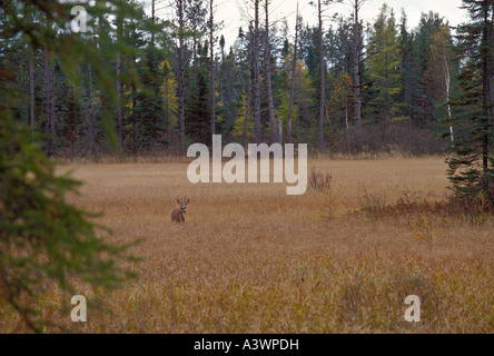 A SPIKE HORNED WHITETAIL DEER IN A MARSH OF THE SENEY NATIONAL WILDLIFE REFUGE IN SENEY MICHIGAN IN EARLY AUTUMN Stock Photo
