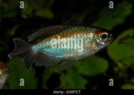 Congo tetra Phenacogrammus interruptus Central Africa Stock Photo