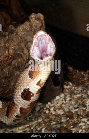 Southern Copperhead Agkistrodon contortrix yawning to reset its jaw after swallowing a mouse Stock Photo