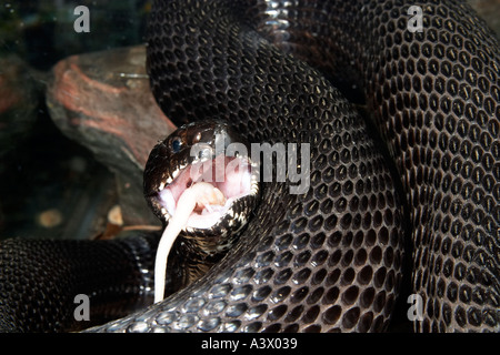 Black Pine Snake Pituophis melanoleucus lodingi eating a mouse Stock Photo