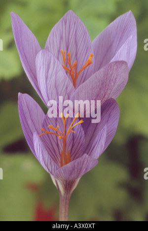 Crocus speciosus 'Aino' Close up of two open violet blue veined flowers, with long orange styles. Stock Photo