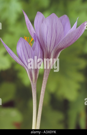 Crocus speciosus 'Aino' Close up of two open violet blue veined flowers. Stock Photo