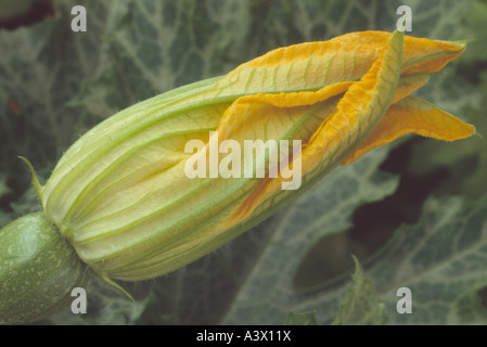 Cucurbita pepo 'De Nice a Fruit Rond' (Courgette) Close up of round courgette and flower on plant. Stock Photo