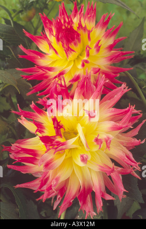 Dahlia 'My Beverley'. Semi-cactus. Medium. Fimbriated.Close up of two red and yellow flower heads. Stock Photo