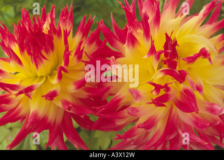 Dahlia 'My Beverley'. Semi-cactus. Medium. Fimbriated.Close up of two red and yellow flower heads. Stock Photo