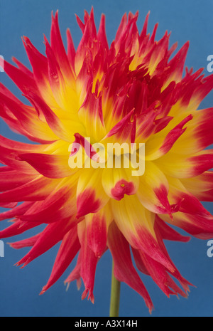 Dahlia 'My Beverley'. Semi-cactus. Medium. Fimbriated.Close up of red and yellow flower head on blue background. Stock Photo