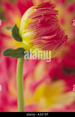 Dahlia 'My Beverley'. Semi-cactus. Medium. Fimbriated.Close up red and yellow flower bud with out of focus flowers behind. Stock Photo