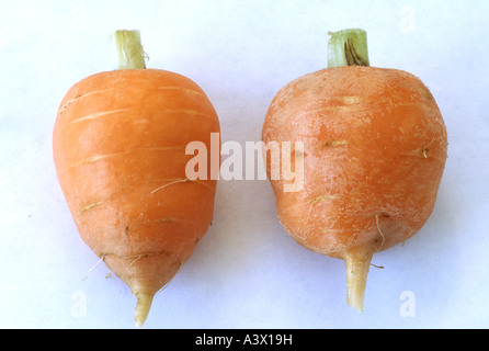 Daucus carota 'Paris Market' (Carrot) Close up of two washed and trimmed stump rooted carrots. Stock Photo