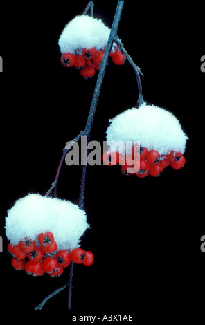 V00079 tiff Snow on cotoneaster berries Near Alpine Oregon Stock Photo