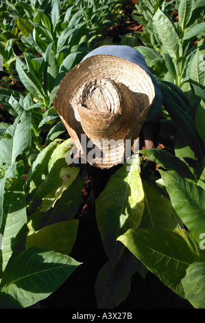 A tobacco farmer harvests a crop of leaves, Vinales valley, Pinar del Rio province, Cuba West Indies. Stock Photo