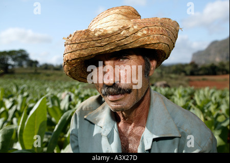 A tobacco farmer pauses from harvesting leaves at a farm in the Vinales valley, Pinar del Rio province, Cuba, West Indies. Stock Photo