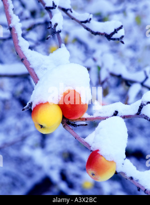 Close up of yellowish red apples with snow Summer Lake Inn Oregon Stock Photo