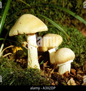 botany, fungi, The Gypsy, (Rozites caperatus), three gipsy in moss, eatable, mushroom, edible mushrooms, Cortinarius caperatus, Stock Photo