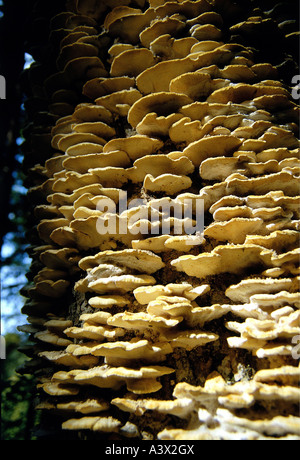 botany, fungi, Polyporus, Dryad's Saddle, (Polyporus squamosus), at tree trunk, young eatable, Boletus juglandis, Polyporus rost Stock Photo