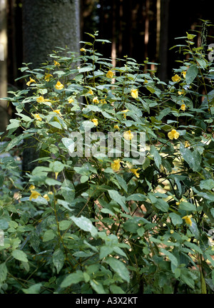 botany, Impatiens, (Impatiens), Touch-me-not Balsam, (Impatiens noli-tangere), in meadow, wood, blooming, flowering, Noli tanger Stock Photo