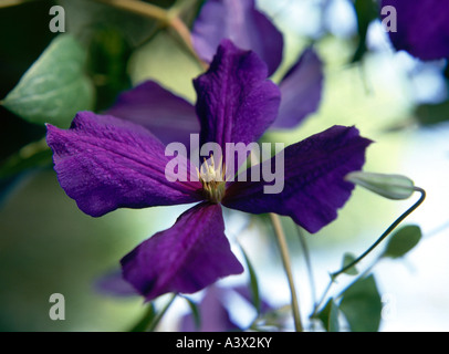 'botany, Clematis, (Clematis), Clematis hybride, cultivar, 'Jackmanii', blossom, purple, lilac, flowering, at stem, vine, Ranu