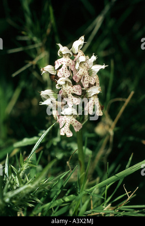 'botany, Orchid, (Orchis), species, 'milky orchid', (Orchis lactea), blossoms, at shoot, in meadow, at stem, stalk, corolla, b Stock Photo