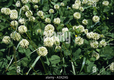 botany, clover, (Trifolium), Mountain carpet clover, (Trifolium montanum), in meadow, Fabaceae, Leguminosae, Fabales, Rosidae, r Stock Photo