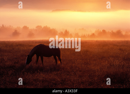 F00022 tiff Horse in pature at sunrise with fog Near Monroe Oregon Stock Photo