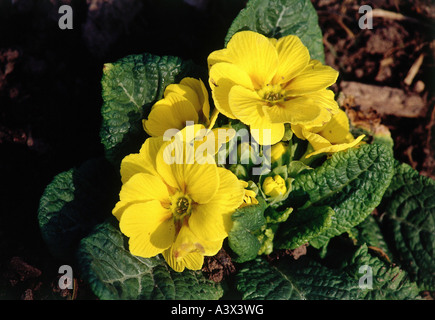 botany, primrose, (Primula), Primula pruhoniciana, Primulaceae, Dilleniidae, Primulales, garden, yellow, blooming, Stock Photo