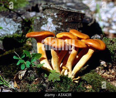 botany, fungi, Jack o'lantern mushroom, (Omphalotus olearius), several mushrooms on woodground, close-up, poisonous, inedible, m Stock Photo