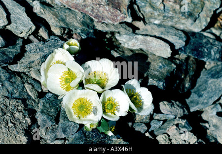 botany, crowfoot, (Ranunculus), Glacier crowfoot, (Ranunculus glacialis), on rock, Ranunculaceae, Magnoliidae, Ranunculales, Ran Stock Photo