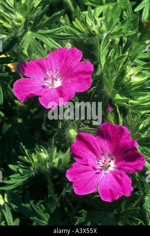 botany, geraniums, (Geranium), Bloody Cranesbill, (Geranium sanguineum), blossoms, Geraniaceae, Rosidae, Geraniales, breed, cult Stock Photo