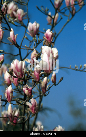 botany, Magnolia, (Magnolia), Saucer magnolia, (Magnolia soulangiana), blossoms and buds, tulps, pink, Magnoliidae, Magnoliaceae Stock Photo