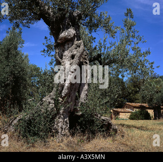 botany, Olive, (Olea), Olive, (Olea europaea), blossoms, on field, tree trunk, leaf, leaves, Asterales, Asteridae, Oleaceae, Ole Stock Photo