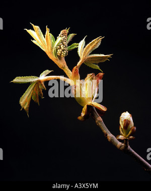 botany, chestnut, (Castanea), Common Horse Chestnut (Aesculus hippocastanum), bud and leaves, studio, Rosidae, Sapindales, Hippo Stock Photo