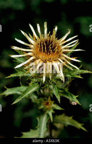 botany, thistles, (Carlina), Carline Thistle, (Carlina vulgaris), blossom, blooming, yellow, Asteraceae, composite plant, Compos Stock Photo