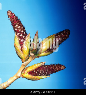 botany, poplar, (Populus), Carolina poplar, (Populus canadensis), catkins, at branch, studio shot, studio, Salicaceae, Salicales Stock Photo