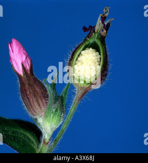 botany, Silene, (Melandrium), Red campion, (Melandrium rubrum), cross section, bud, studio shot, Silena dioica, Melandrium rubru Stock Photo