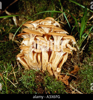 botany, fungi, Lentinellaceae, Aniseed Cockleshell, (Lentinellus cochleatus), mushroom colony in moss, eatable, edible mushroom, Stock Photo