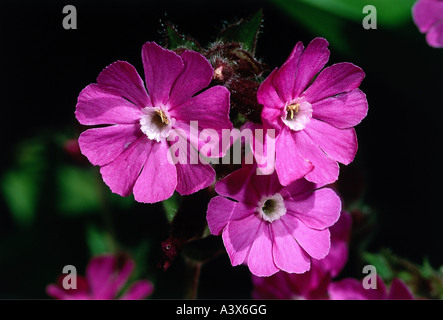 botany, Silene, (Melandrium), Red campion, (Melandrium rubrum), blossoms, Silena dioica, Melandrium rubrum, silvestre, diurnum, Stock Photo