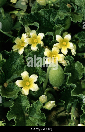 botany, Squirting cucumber, (Ecballium elaterium), several white blossoms and fruit, Cucurbitaceae, blossom, blooming, Stock Photo
