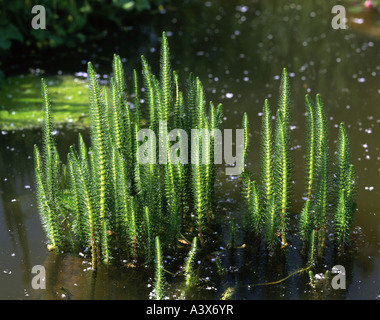 'botany, Hippuris, 'Common Mare's Tail' (Hippuris vulgaris), plant in water, Plantaginaceae, Mare, aquatic, ' Stock Photo