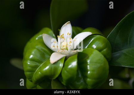Citrus aurantium Bouquet de fleur Sour Orange flower fruit and leaves Stock Photo - Alamy