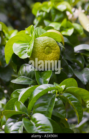 Citrus aurantium Bouquet de fleur Sour Orange flower fruit and leaves source of neroli oil Stock Photo